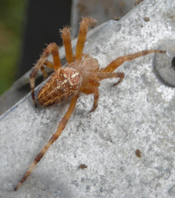 Araneus diadematus